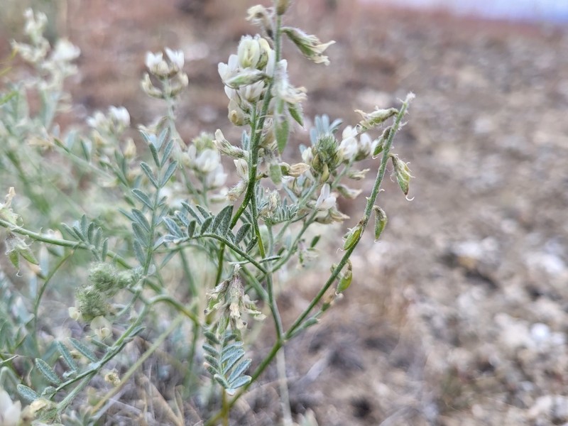 Buckwheat Milkvetch photo 3