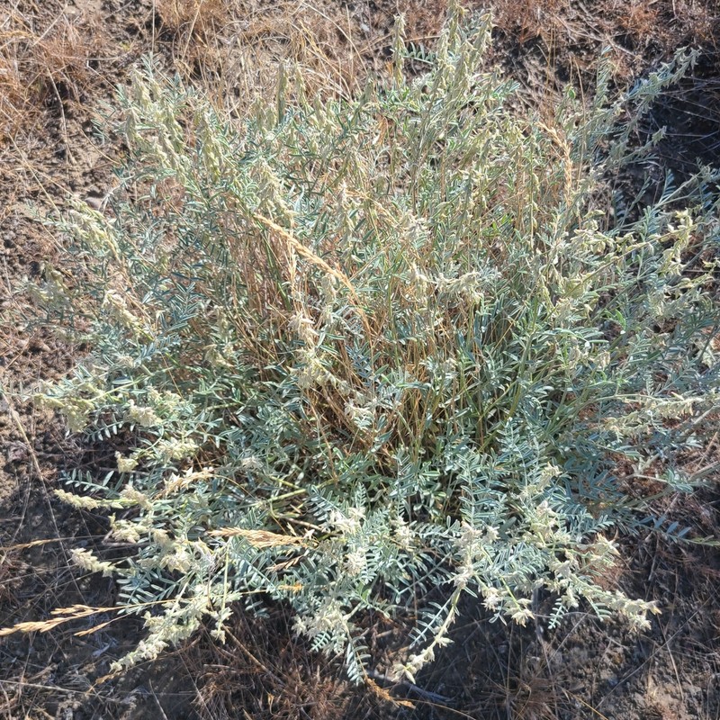 Buckwheat Milkvetch photo 4