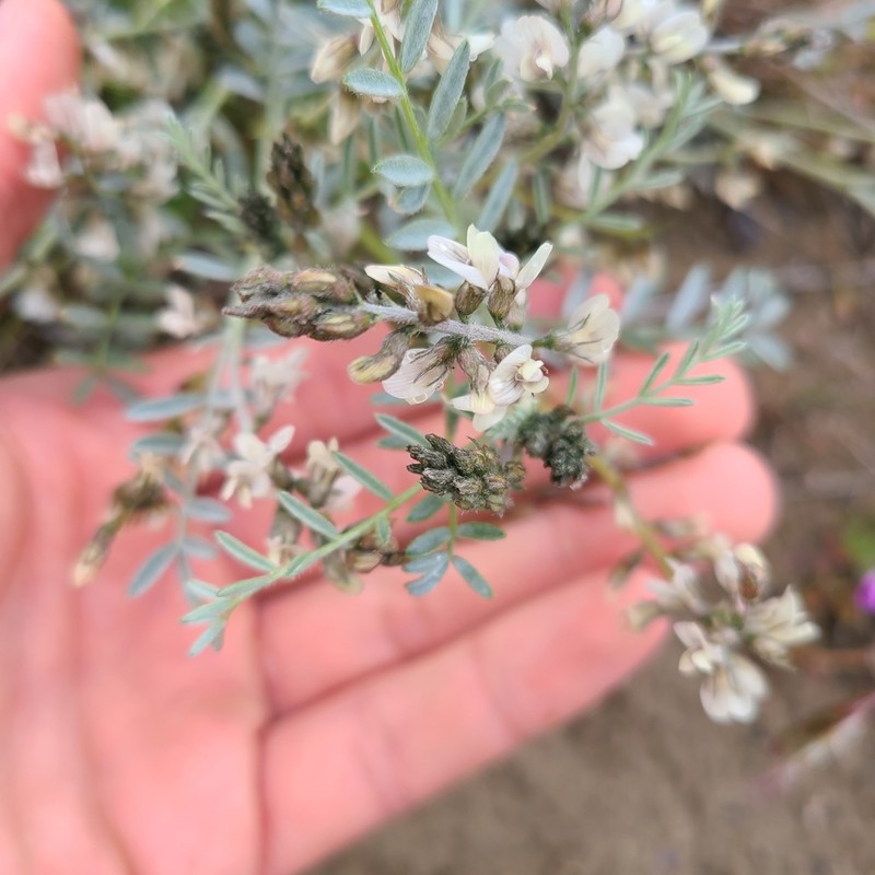 Buckwheat Milkvetch photo 5