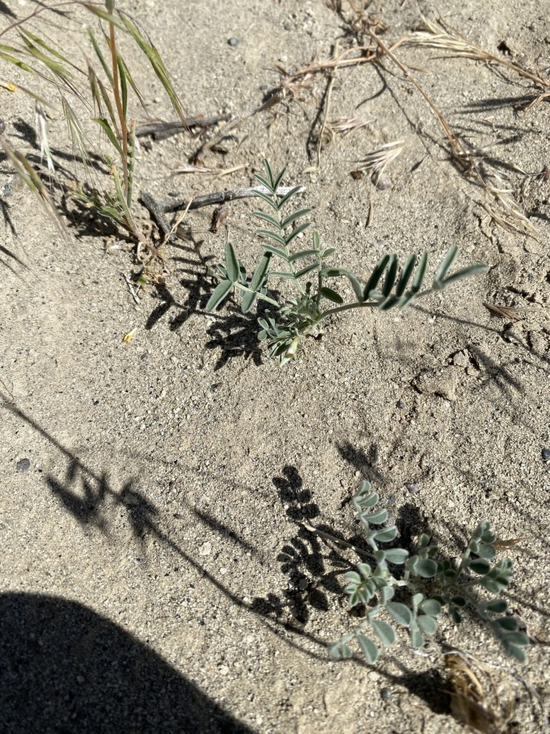Buckwheat Milkvetch photo 6