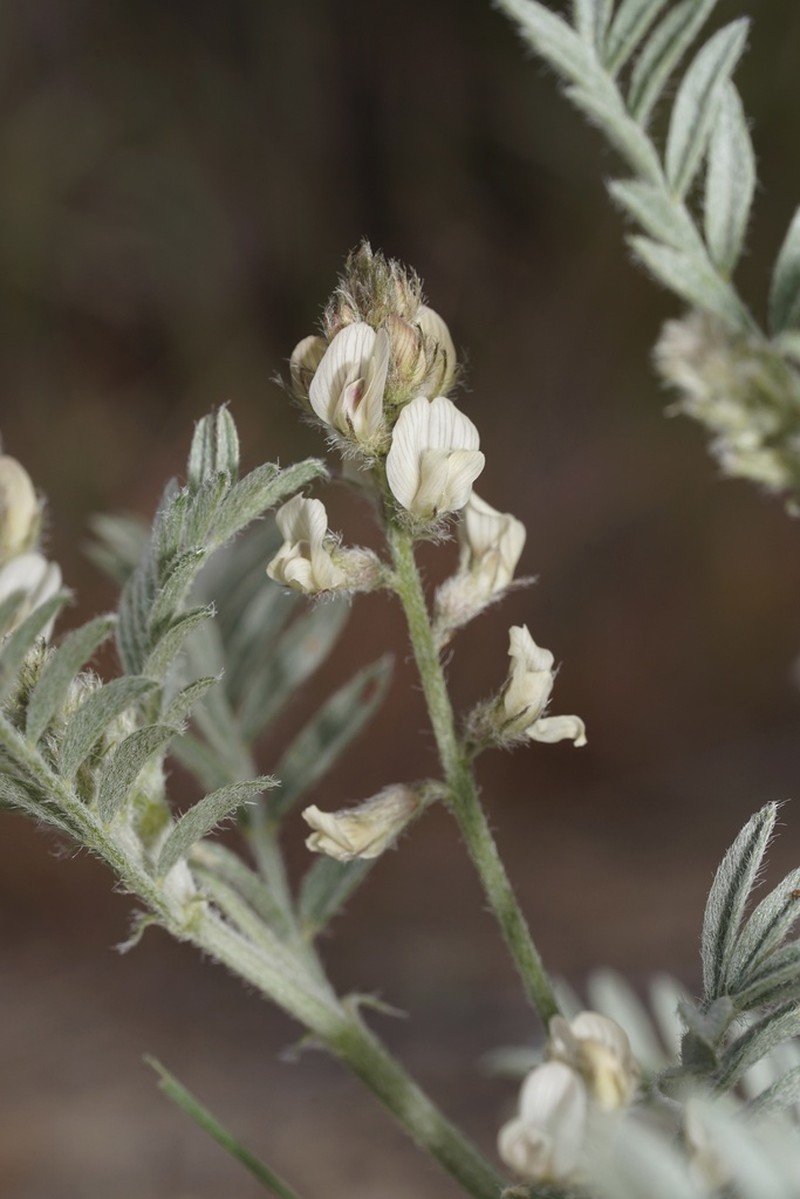 Buckwheat Milkvetch photo 7
