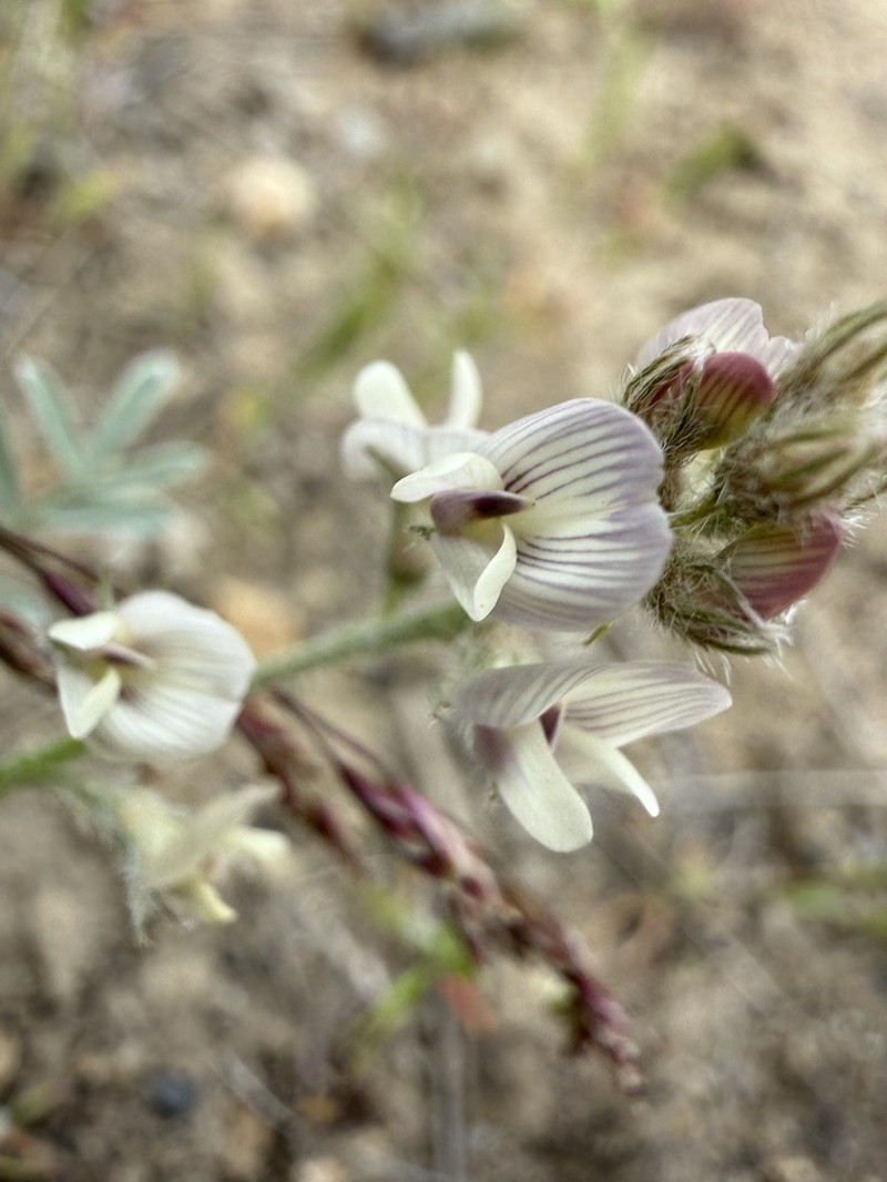 Buckwheat Milkvetch photo 8