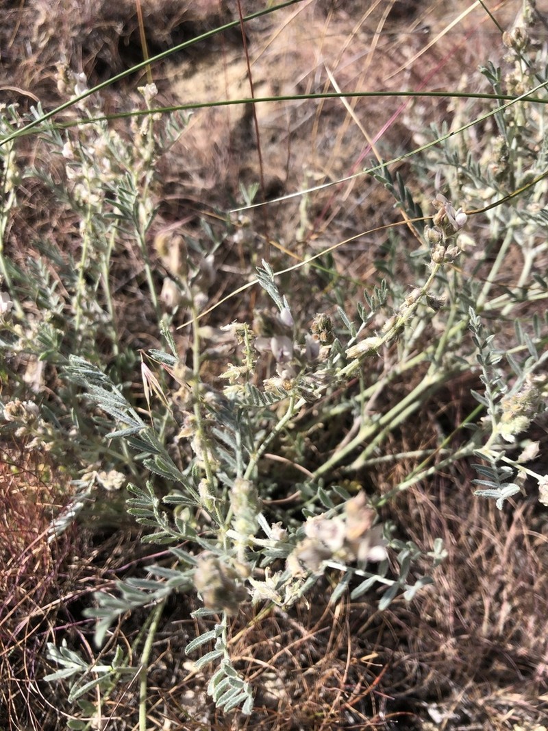 Buckwheat Milkvetch