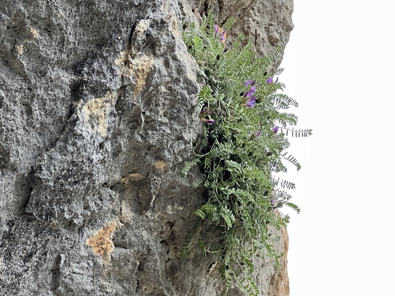 Astragalus cariensis