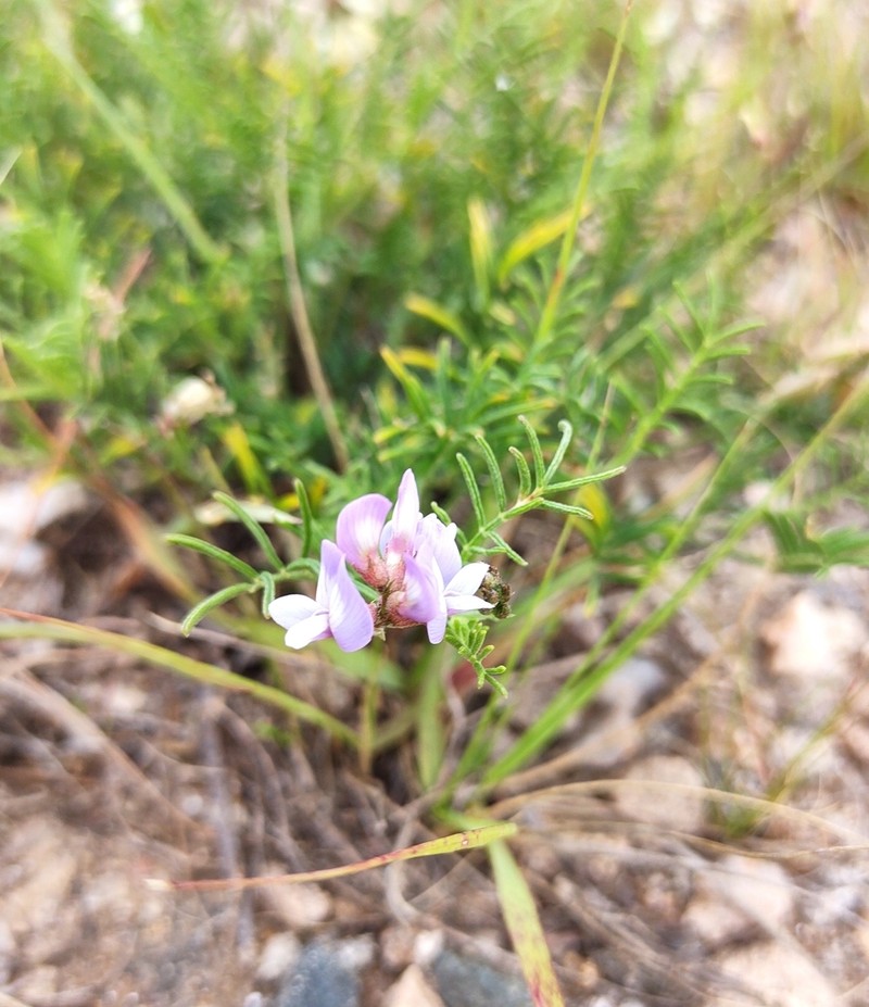 Astragalus carinatus