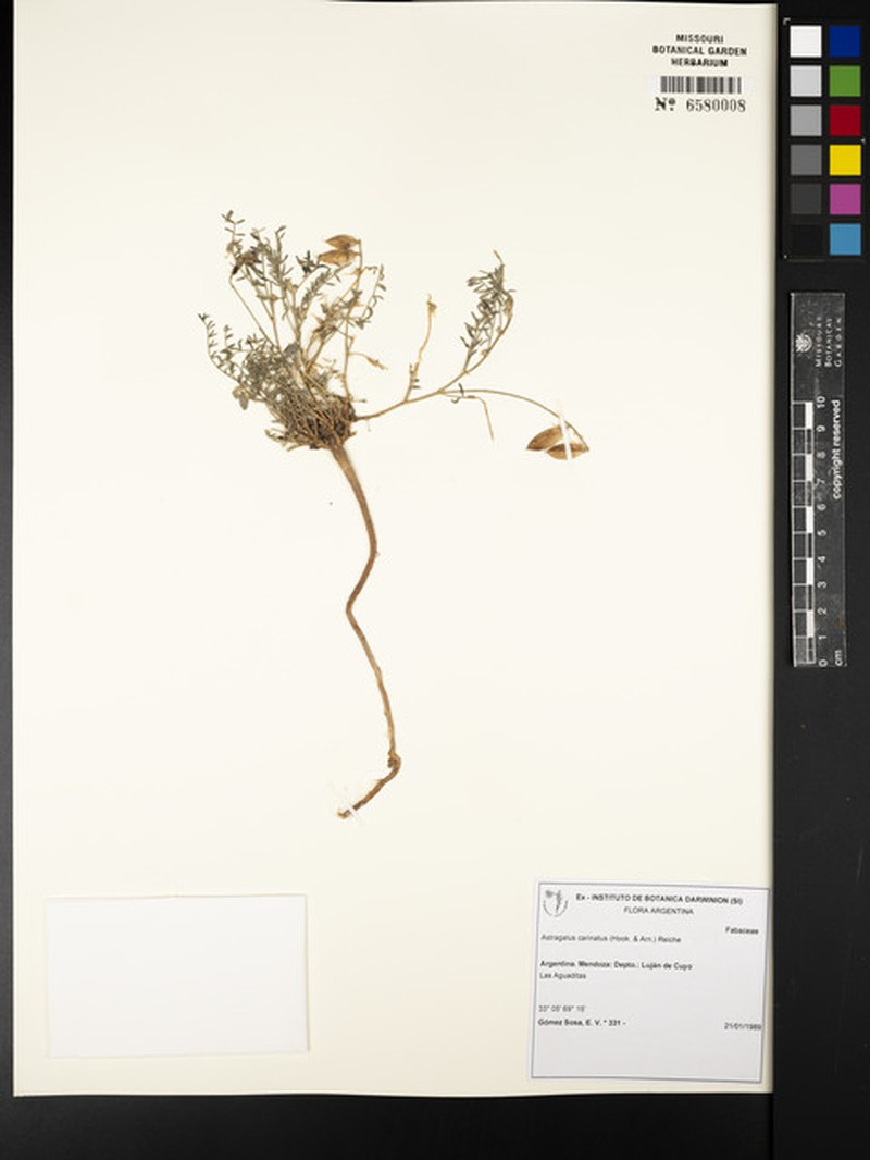Astragalus carinatus photo 2