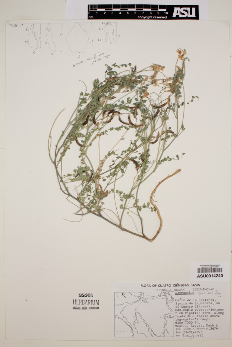 Astragalus carminis