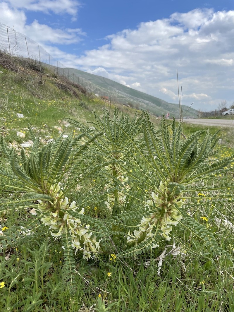 Astragalus caryolobus photo 3