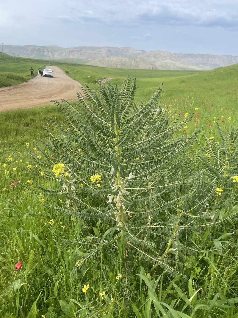 Astragalus caryolobus photo 4