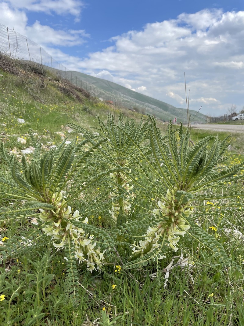 Astragalus caryolobus photo 5