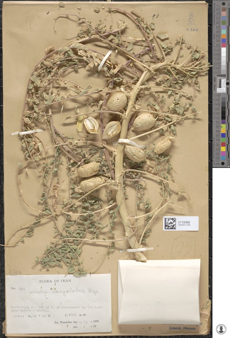 Astragalus caryolobus
