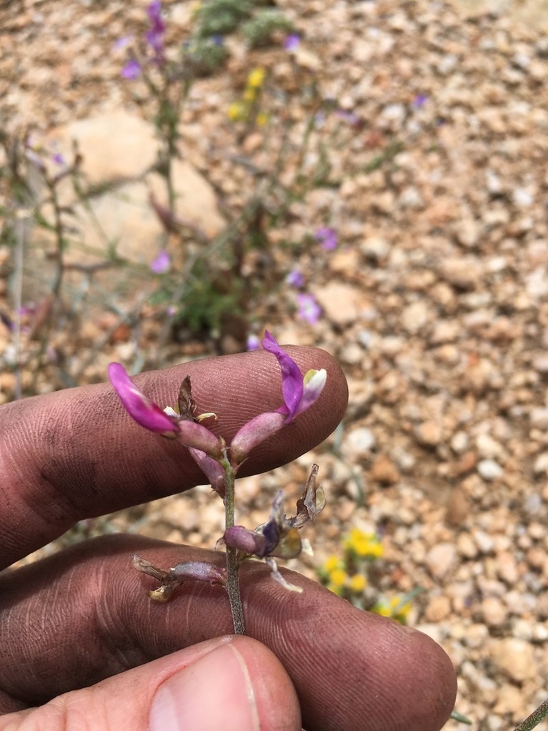 Case's Milkvetch photo 2
