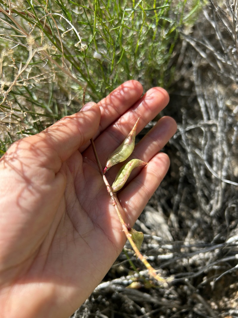 Case's Milkvetch photo 3