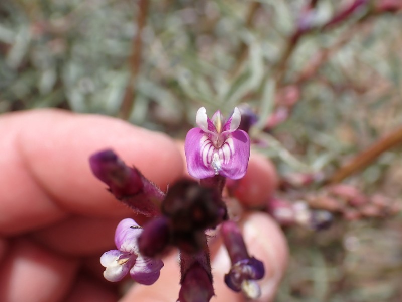Case's Milkvetch photo 4