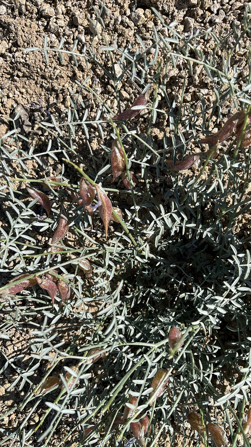 Case's Milkvetch photo 5