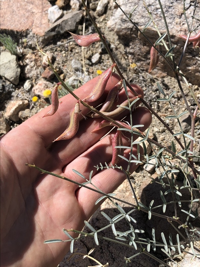 Case's Milkvetch photo 6