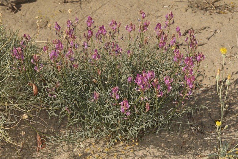 Case's Milkvetch photo 7