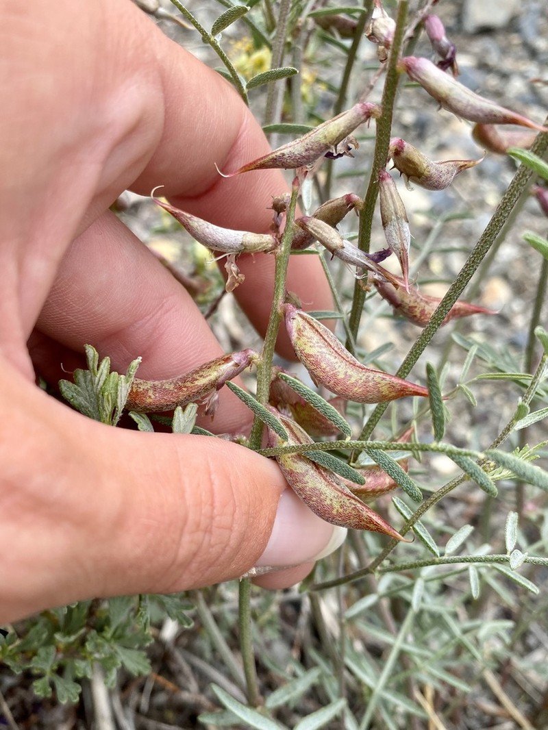 Case's Milkvetch photo 3
