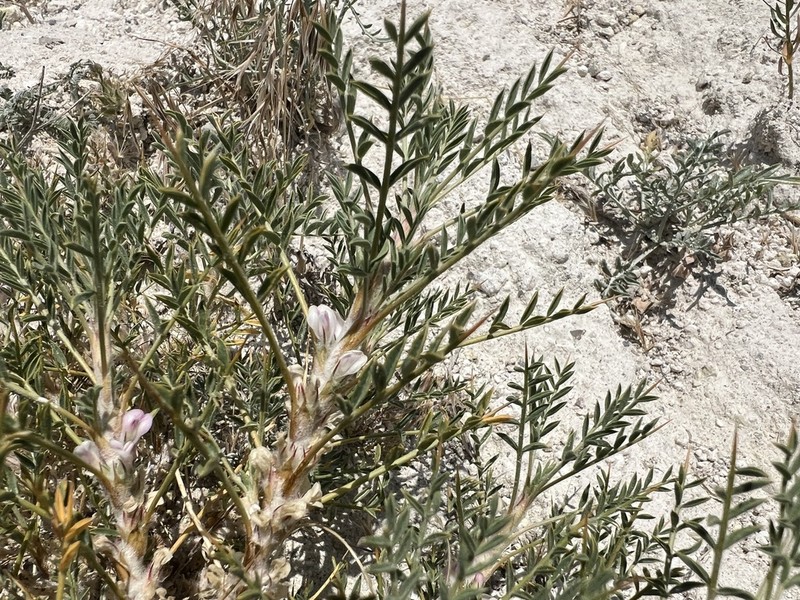 Astragalus caspicus