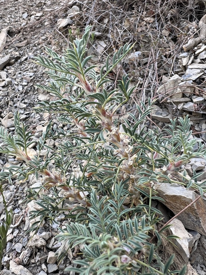 Astragalus caspicus photo 2