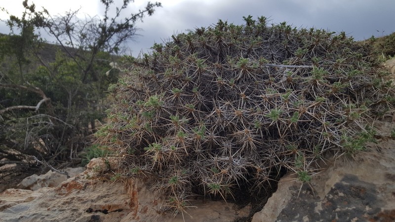 Astragalus caspicus photo 3