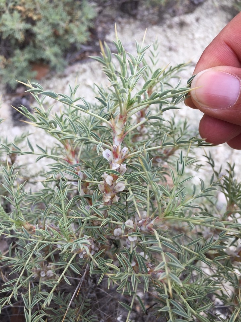 Astragalus caspicus photo 4