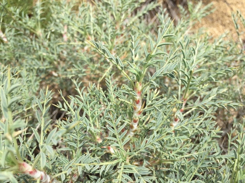 Astragalus caspicus photo 5