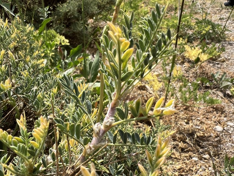 Astragalus caspicus photo 6