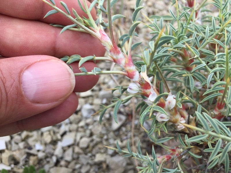 Astragalus caspicus photo 7