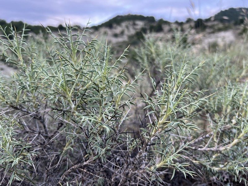 Astragalus caspicus photo 8