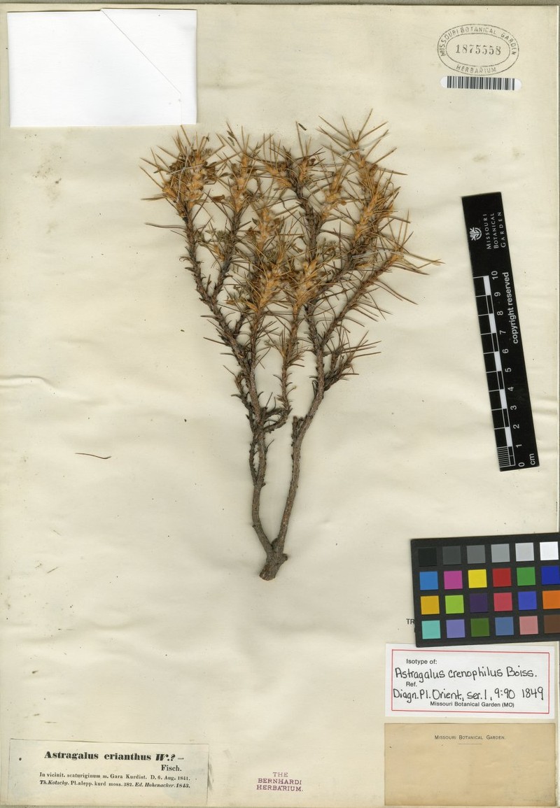 Astragalus caspicus subsp. caspicus