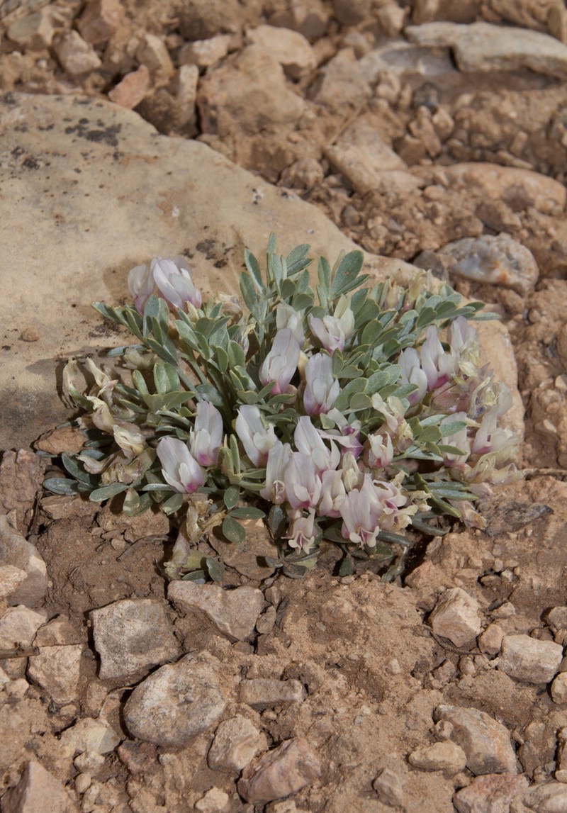 Chestnut Milkvetch