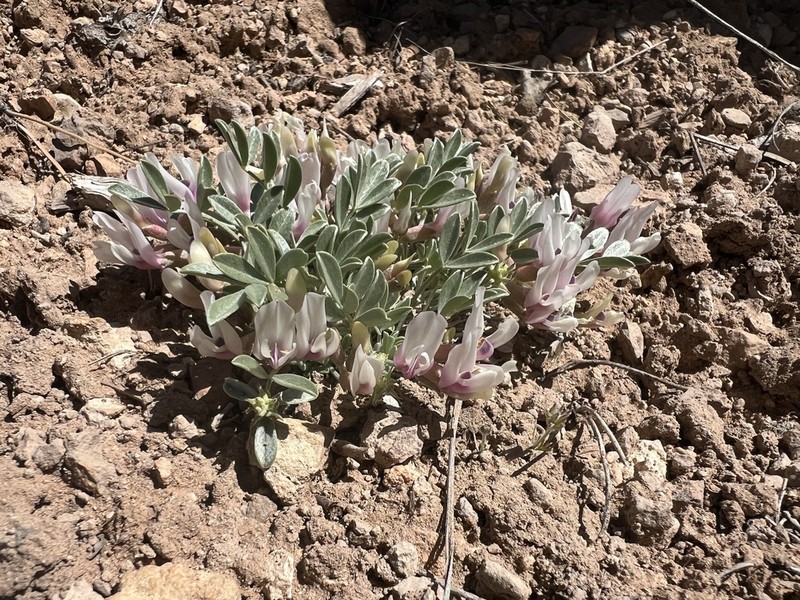 Chestnut Milkvetch photo 2