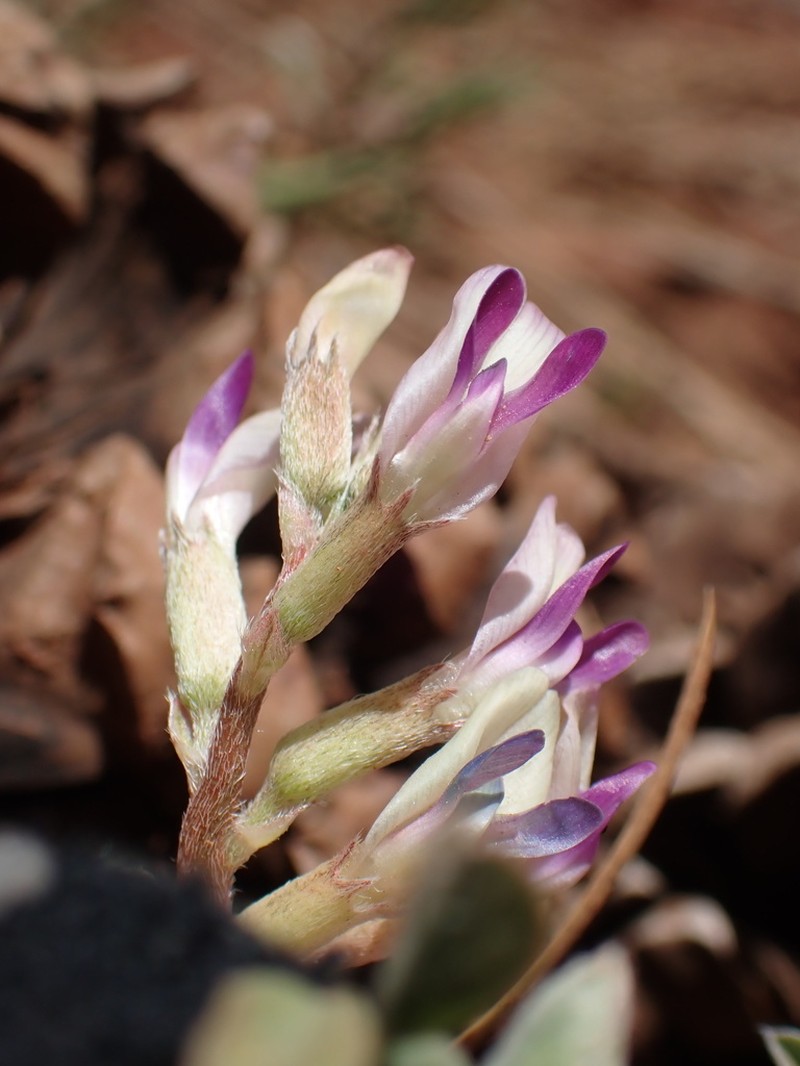 Chestnut Milkvetch photo 3