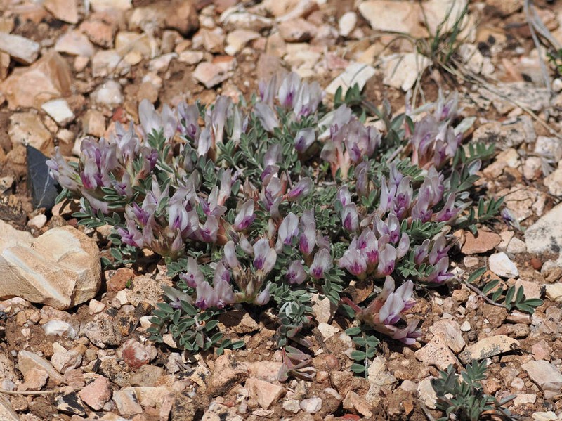 Chestnut Milkvetch photo 4