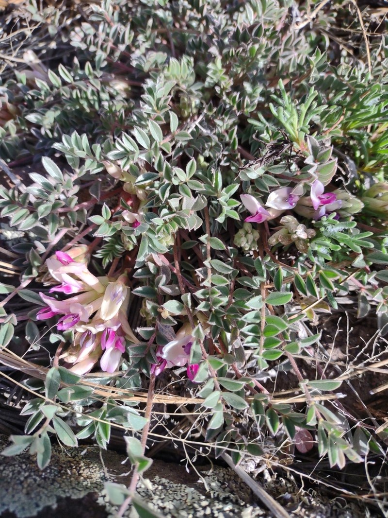 Chestnut Milkvetch photo 5