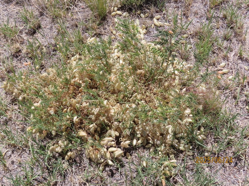 Chestnut Milkvetch photo 6