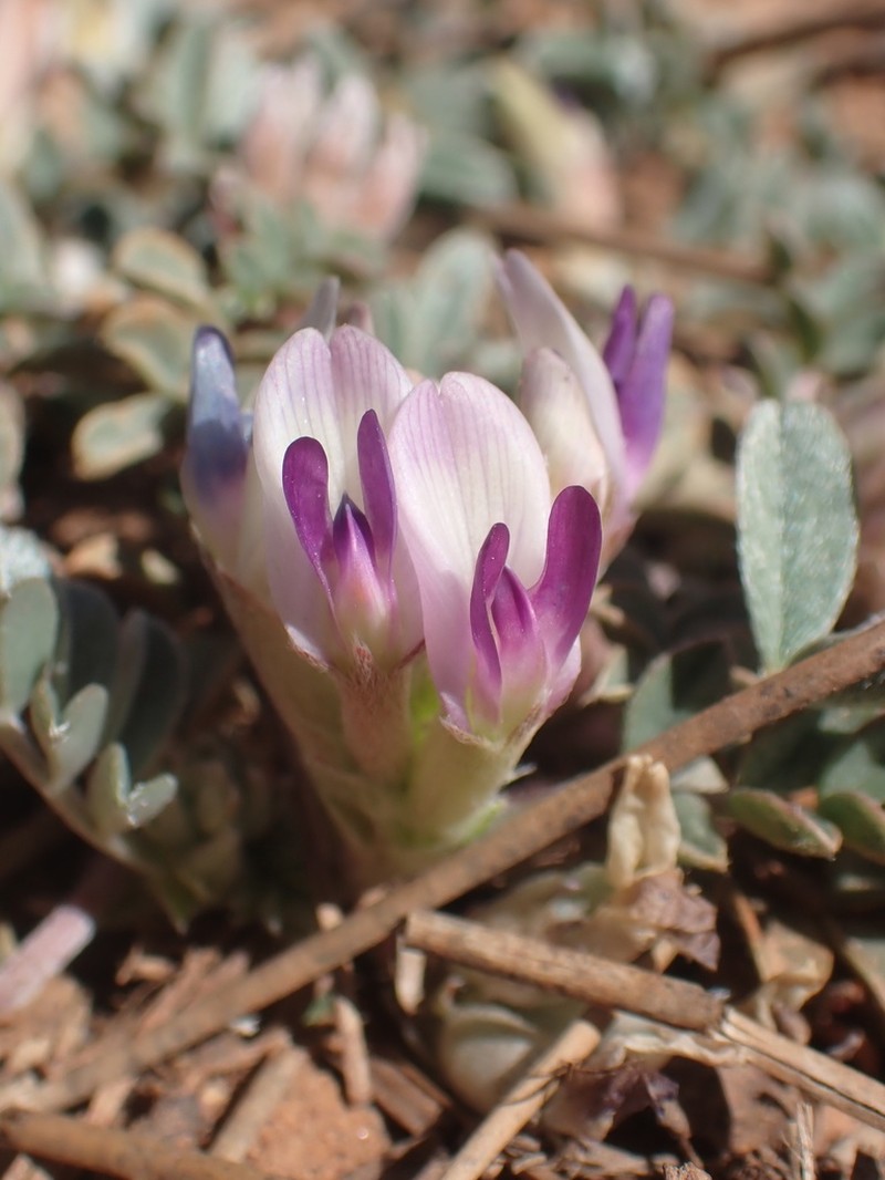 Chestnut Milkvetch photo 7