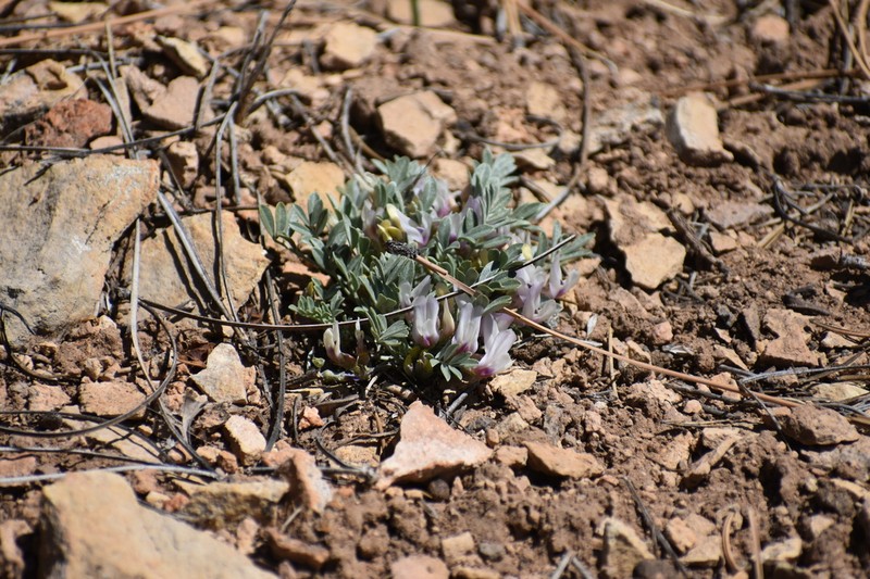 Chestnut Milkvetch photo 8