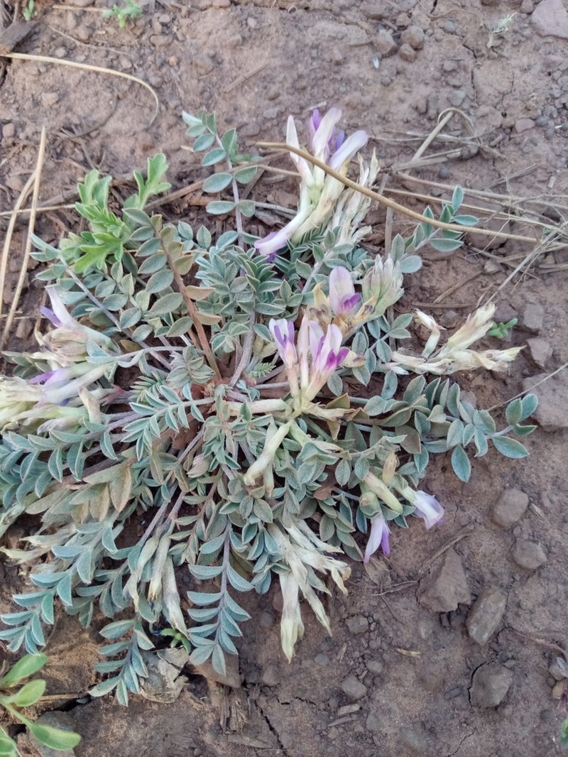 Chestnut Milkvetch