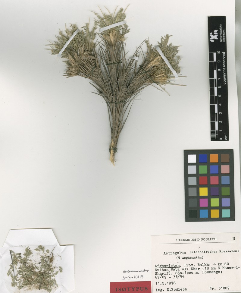 Astragalus catabostrychos