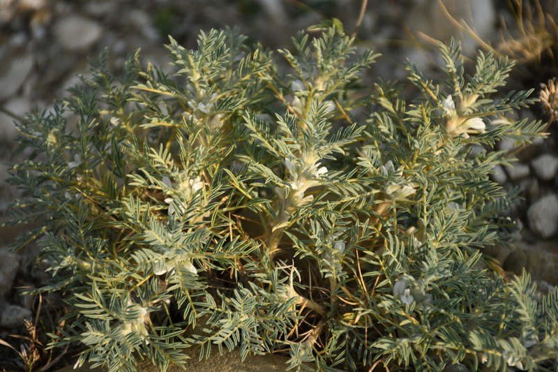 Astragalus caucasicus photo 3