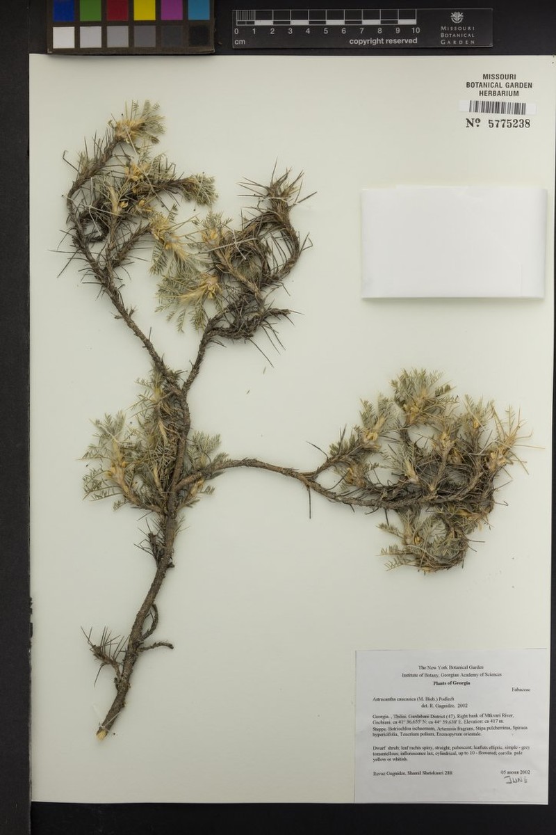 Astragalus caucasicus photo 4
