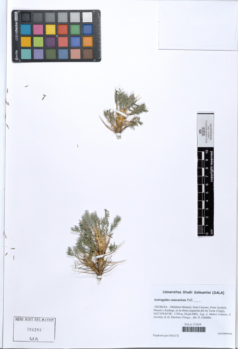 Astragalus caucasicus photo 5