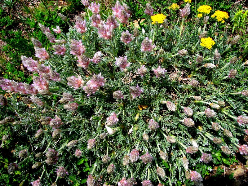 Astragalus caucasicus