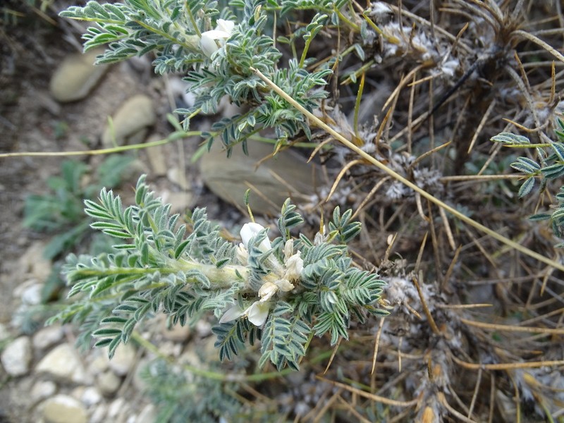 Astragalus caucasicus