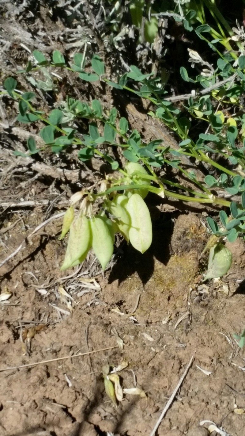 Astragalus caulescens