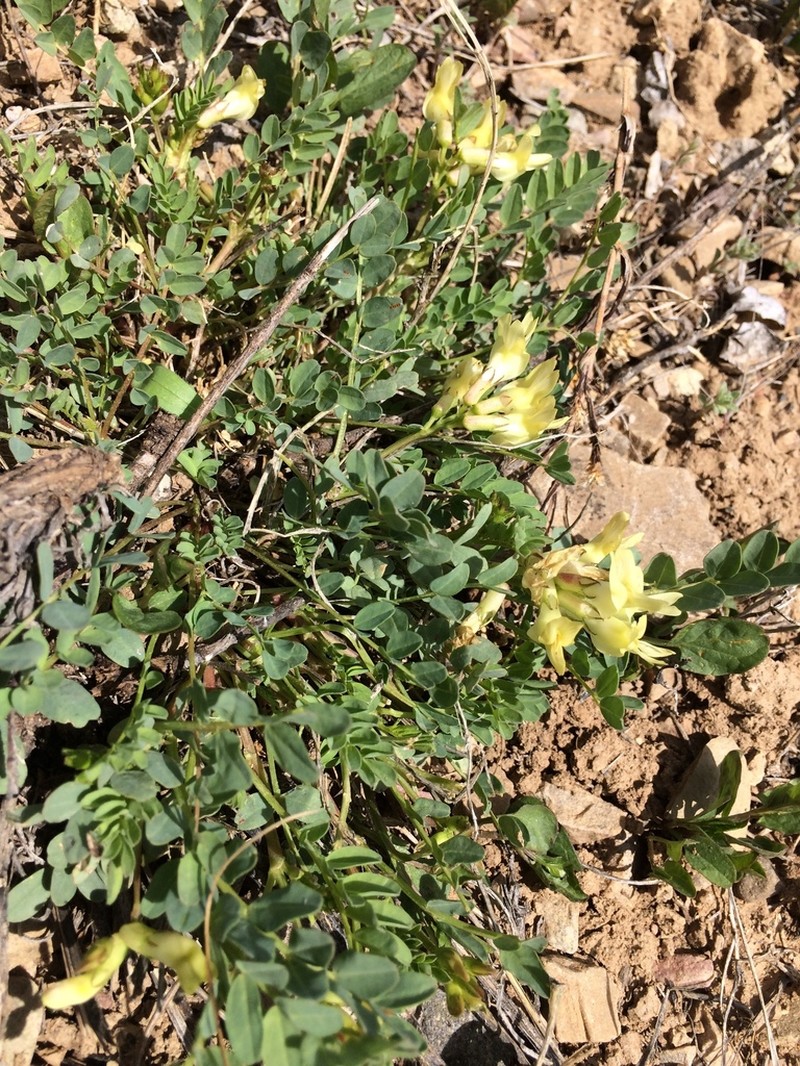 Astragalus caulescens photo 2