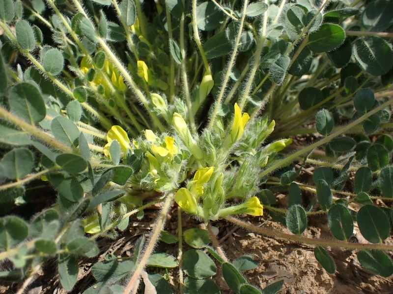 Astragalus cavanillesii