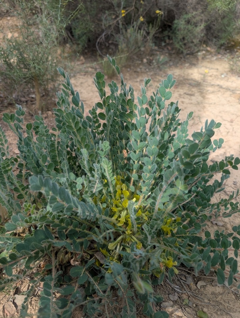 Astragalus cavanillesii photo 2